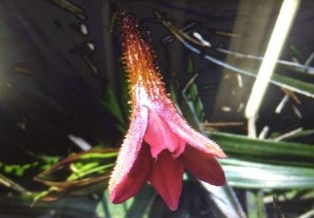 Foto 7: Barbacenia Seubertina. Créditos: Carolina Maciel Mattos.