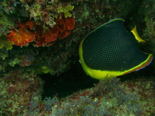 Batismo de mergulho 15