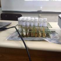 Foto 11: Exposição dos fungos. Créditos: Carolina Maciel Mattos.