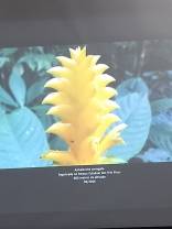 Foto 13: Aphalandra Variegata. Créditos: Carolina Maciel Mattos