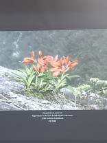 Foto 11: Hippeastrum Aulicum. Créditos: Carolina Maciel Mattos