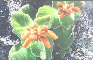 Foto 8: Sinnigia Cardinalis. Créditos: Carolina Maciel Mattos.