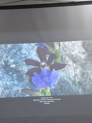 Foto 14: Zygopetalum Triste. Créditos: Carolina Maciel Mattos