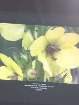 Foto 10: Verbascum Virgatum. Créditos: Carolina Maciel Mattos.