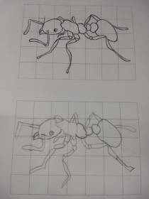 Foto 4: Desenho de uma formiga. Créditos: Carolina Maciel Mattos.