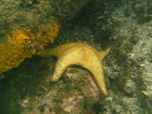 Batismo de mergulho 8