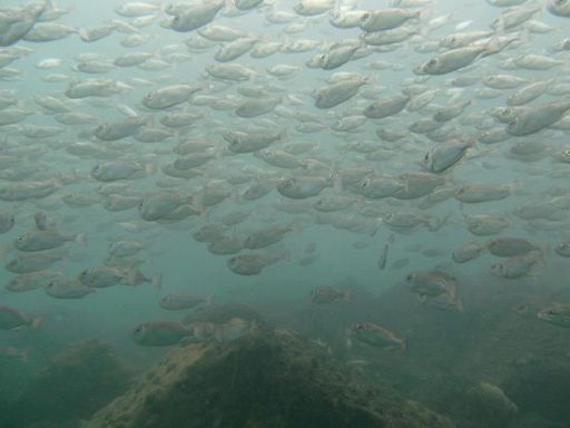 Batismo de mergulho 11