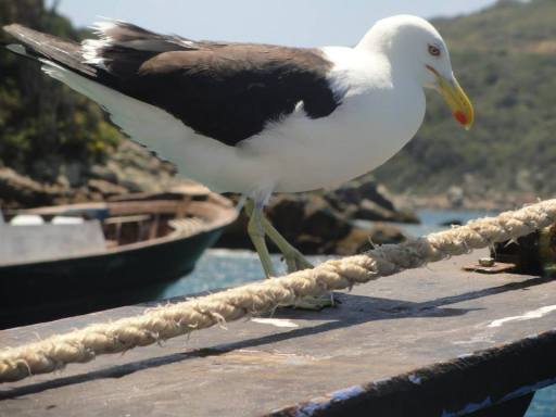 Batismo de mergulho 7