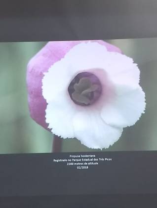 Foto 9: Prepusa Hookeriana. Créditos: Carolina Maciel Mattos.