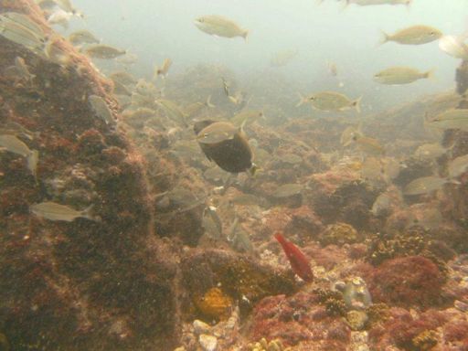 Batismo de mergulho 12