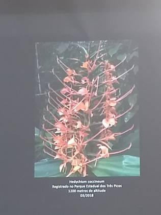 Foto 15: Hedychium Coccineum. Créditos: Carolina Maciel Mattos